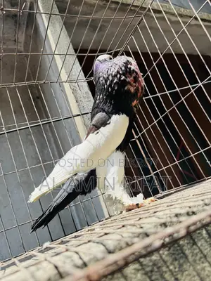 Black Pouter Running Male