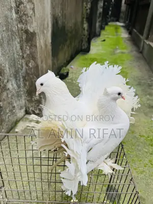লক্ষ্যা নিউ অ্যাডাল্ট পেয়ার