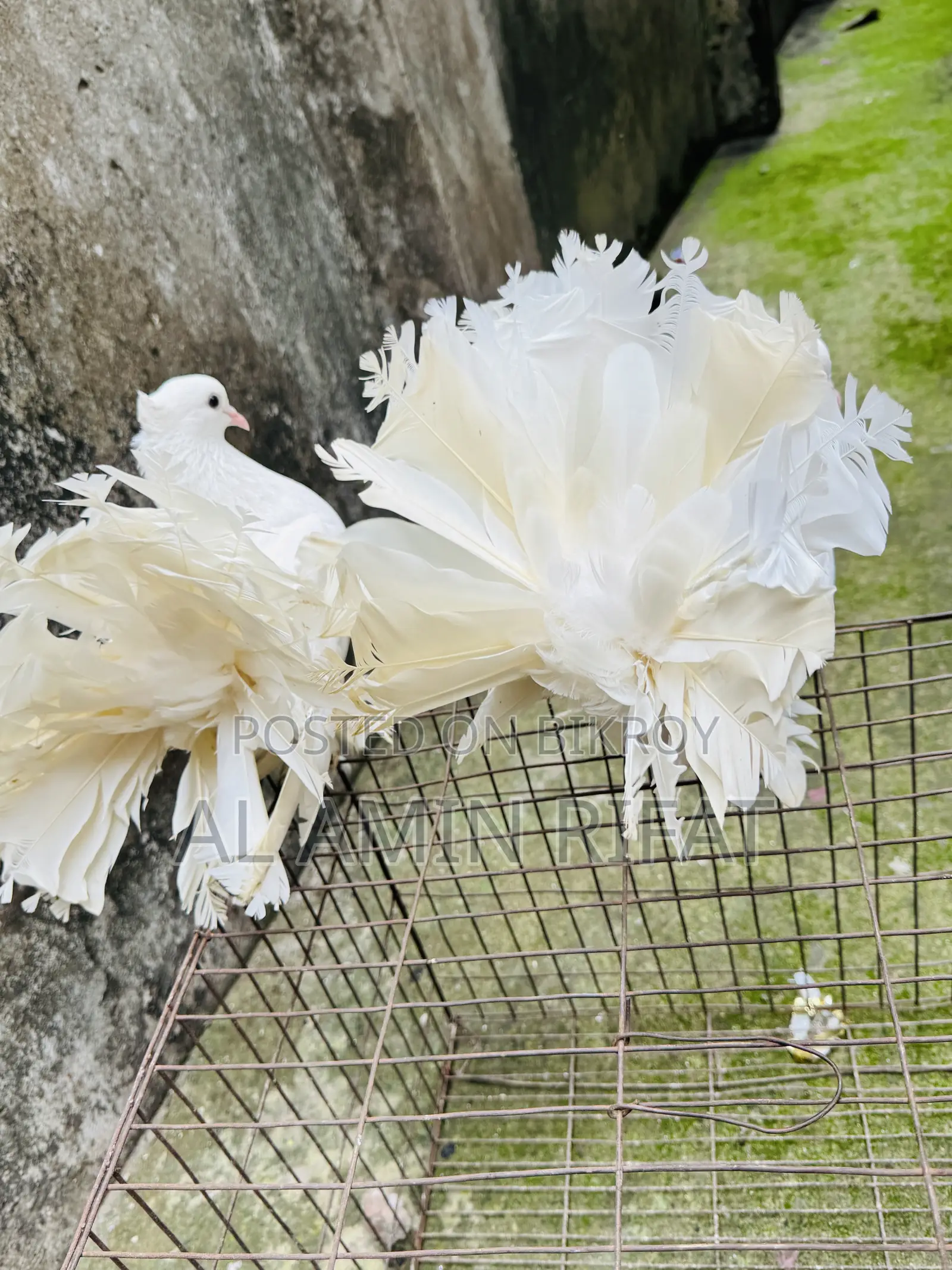 লক্ষ্যা নিউ অ্যাডাল্ট পেয়ার