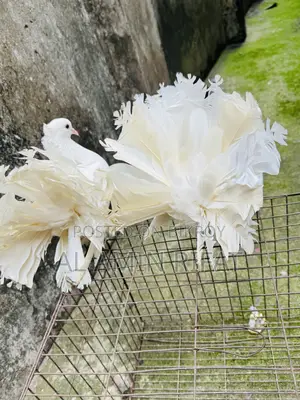 লক্ষ্যা নিউ অ্যাডাল্ট পেয়ার