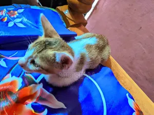 ০-১ মাস বয়সী পুরুষ পিওরব্রেড বেঙ্গল