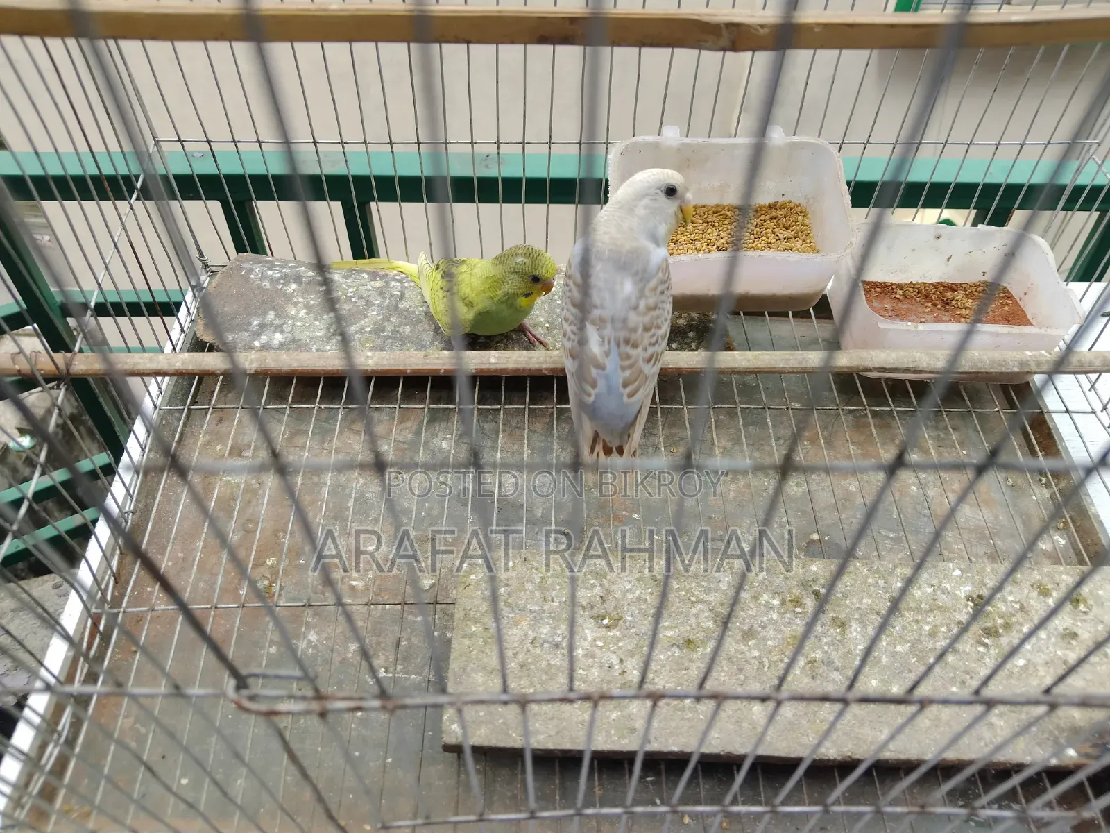 Bajigar Semi-Adult