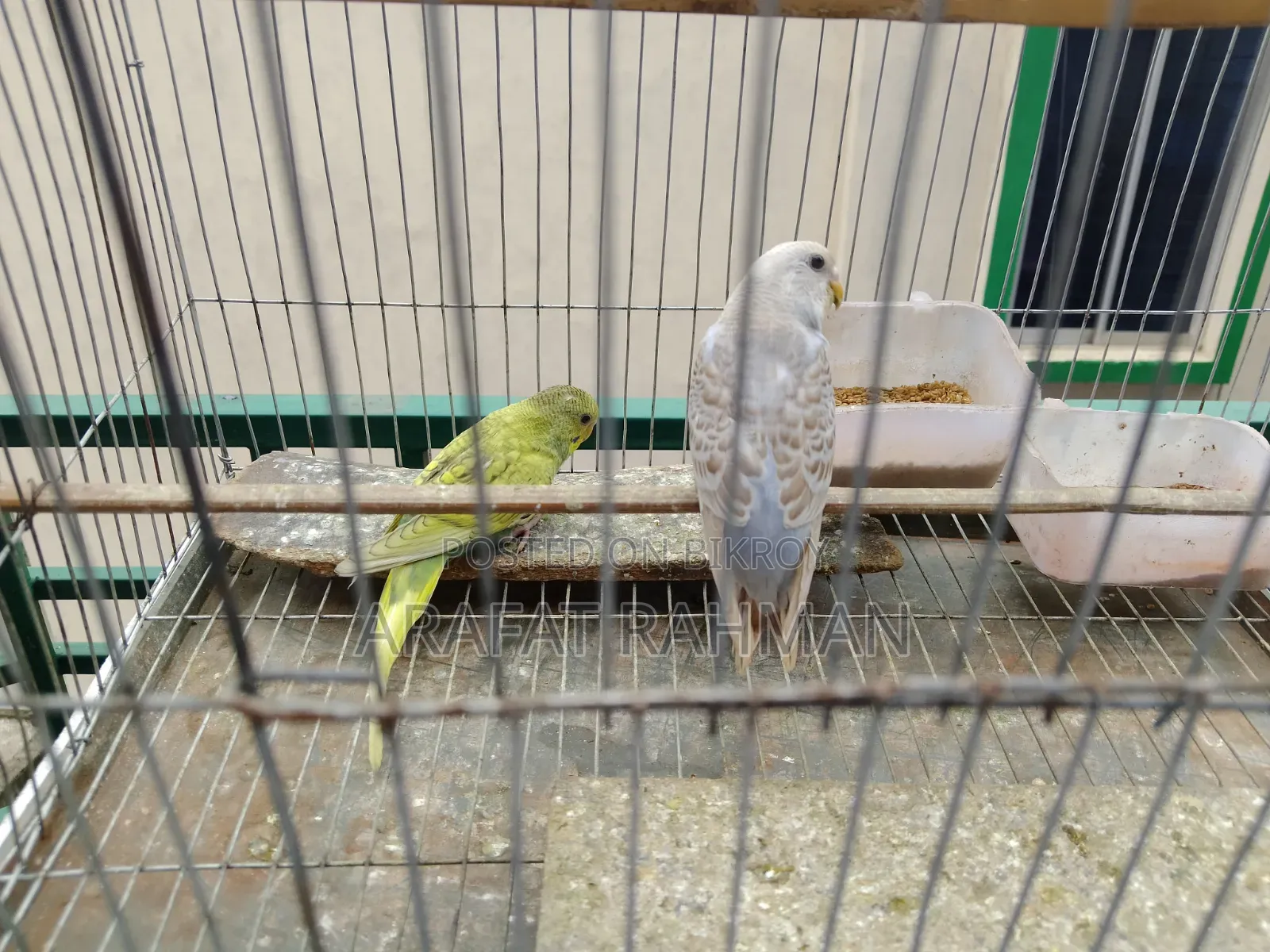 Bajigar Semi-Adult