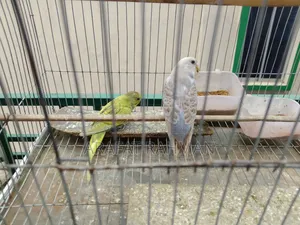 Bajigar Semi-Adult