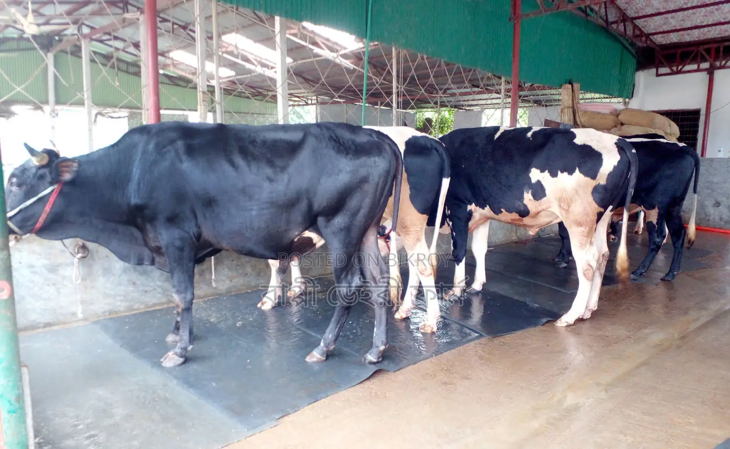 ৫টি এড়ে ষাঁড় গরু । (১২২৬নং)