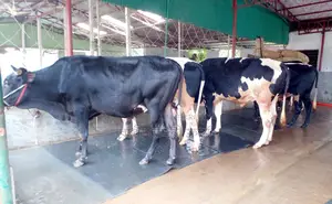 ৫টি এড়ে ষাঁড় গরু । (১২২৬নং)