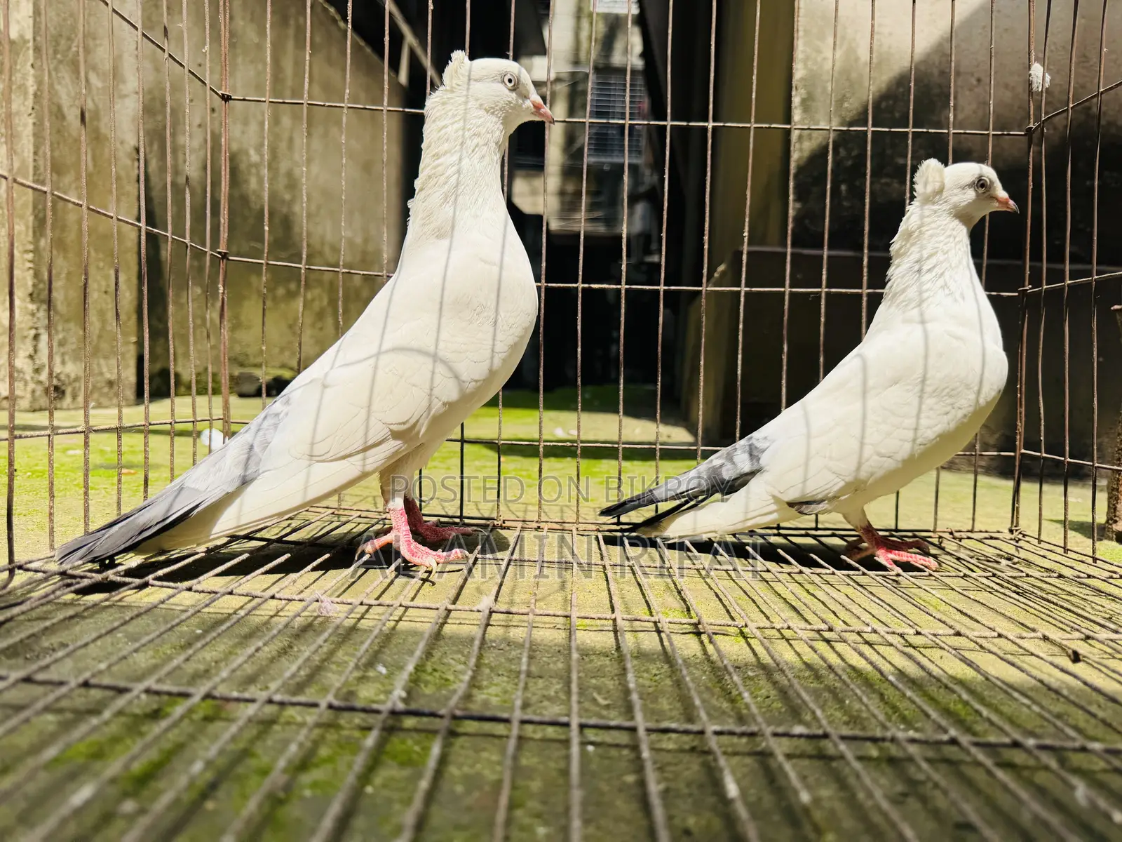 Chuithal Kaldom Full Fresh Running Pair