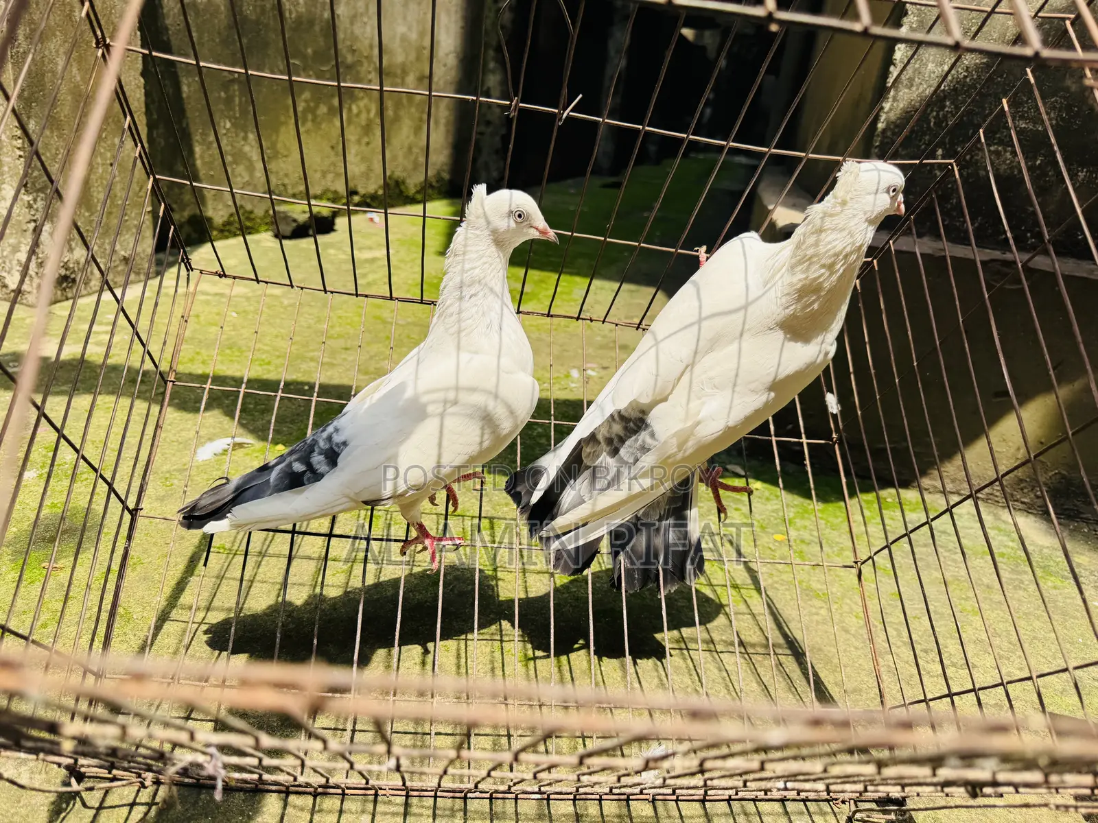 Chuithal Kaldom Full Fresh Running Pair