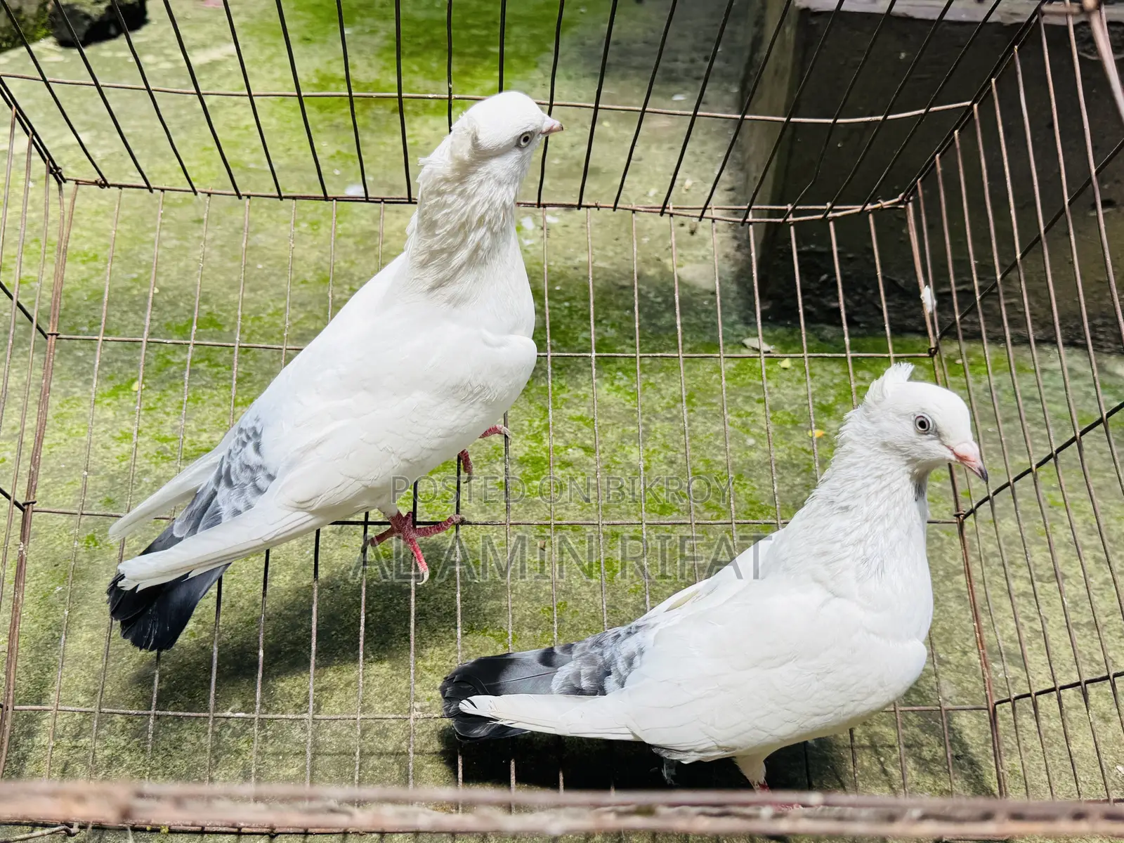 Chuithal Kaldom Full Fresh Running Pair