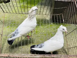 Chuithal Kaldom Full Fresh Running Pair
