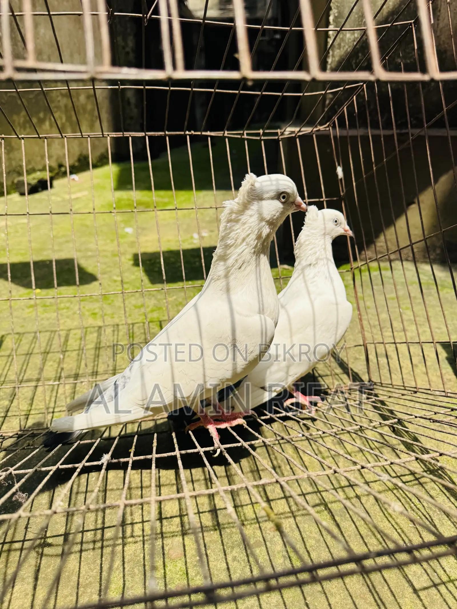 Chuithal Kaldom Full Fresh Running Pair