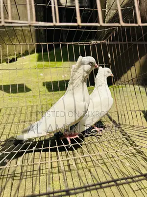 Chuithal Kaldom Full Fresh Running Pair