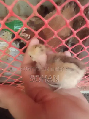 দেশি মুরগির বাচ্চা