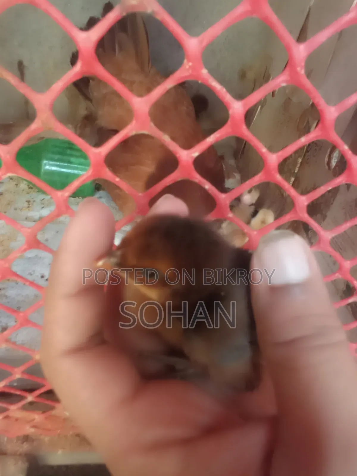 দেশি মুরগির বাচ্চা