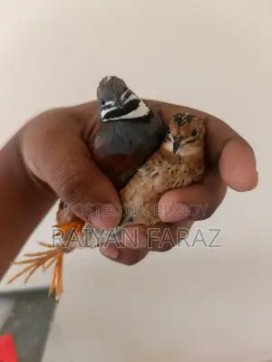 King Quail