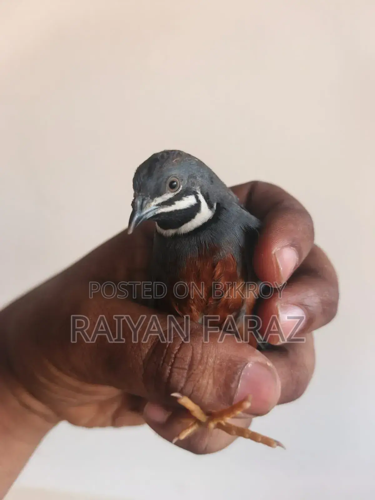 King Quail