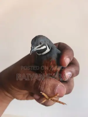 King Quail