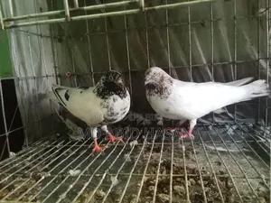 কবুতর হাতবদল