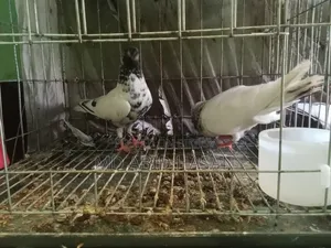 কবুতর হাতবদল