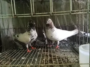 কবুতর হাতবদল