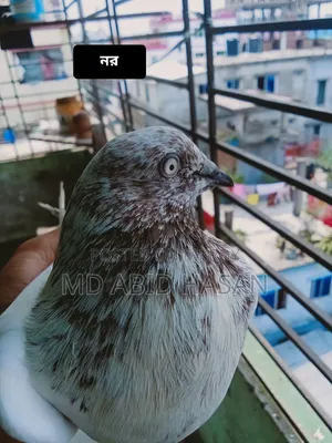 কবুতর হাতবদল