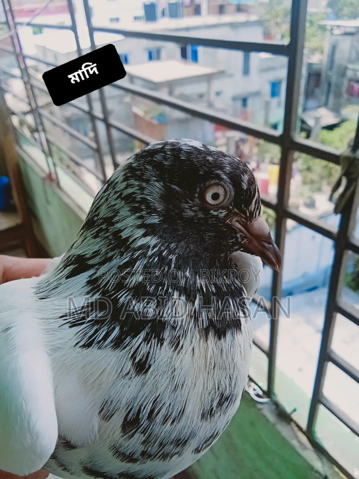 কবুতর হাতবদল