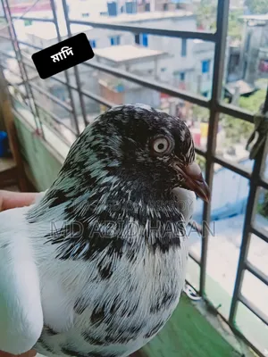 কবুতর হাতবদল