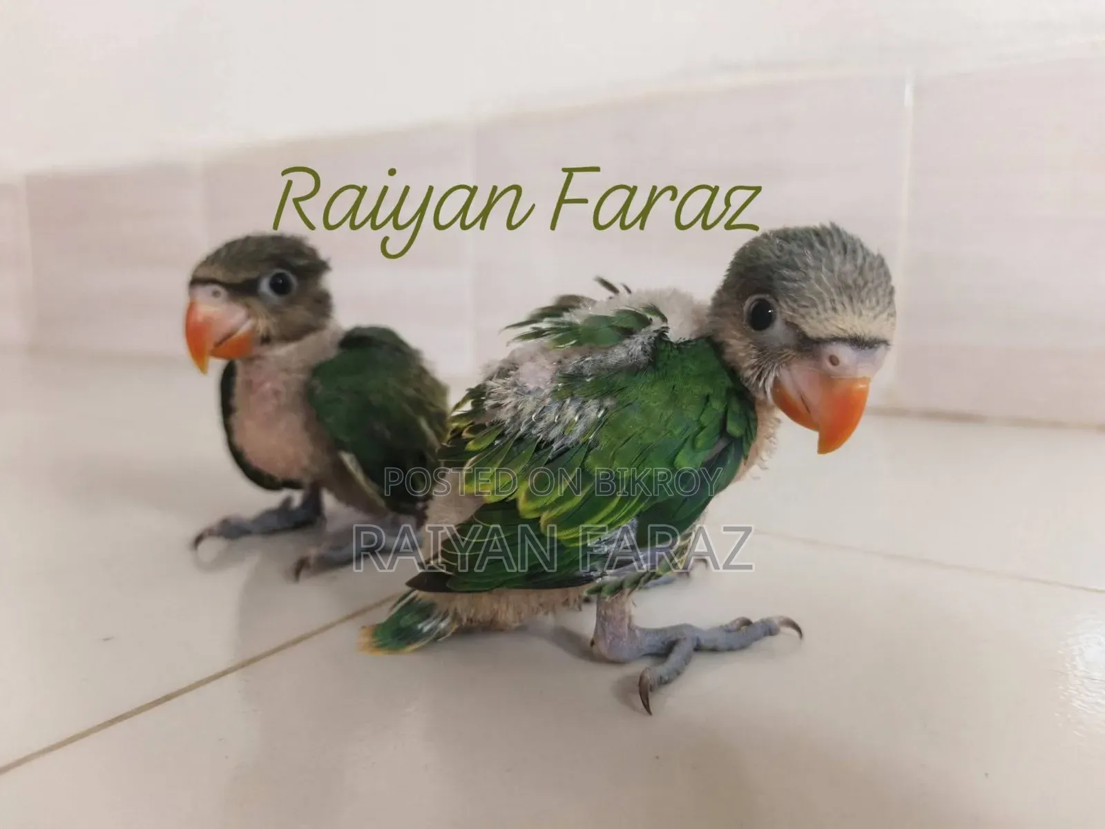 তোতার বেবি