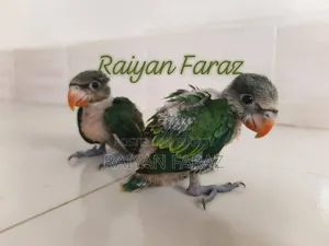 তোতার বেবি
