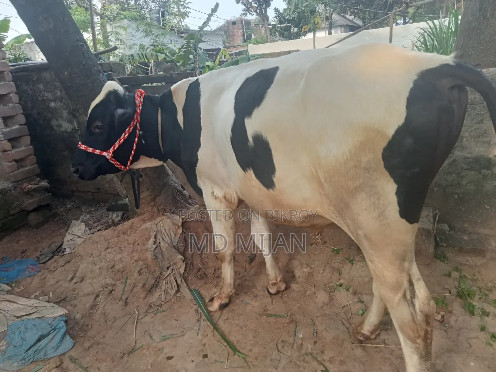 Home-Raised Cow for Sale