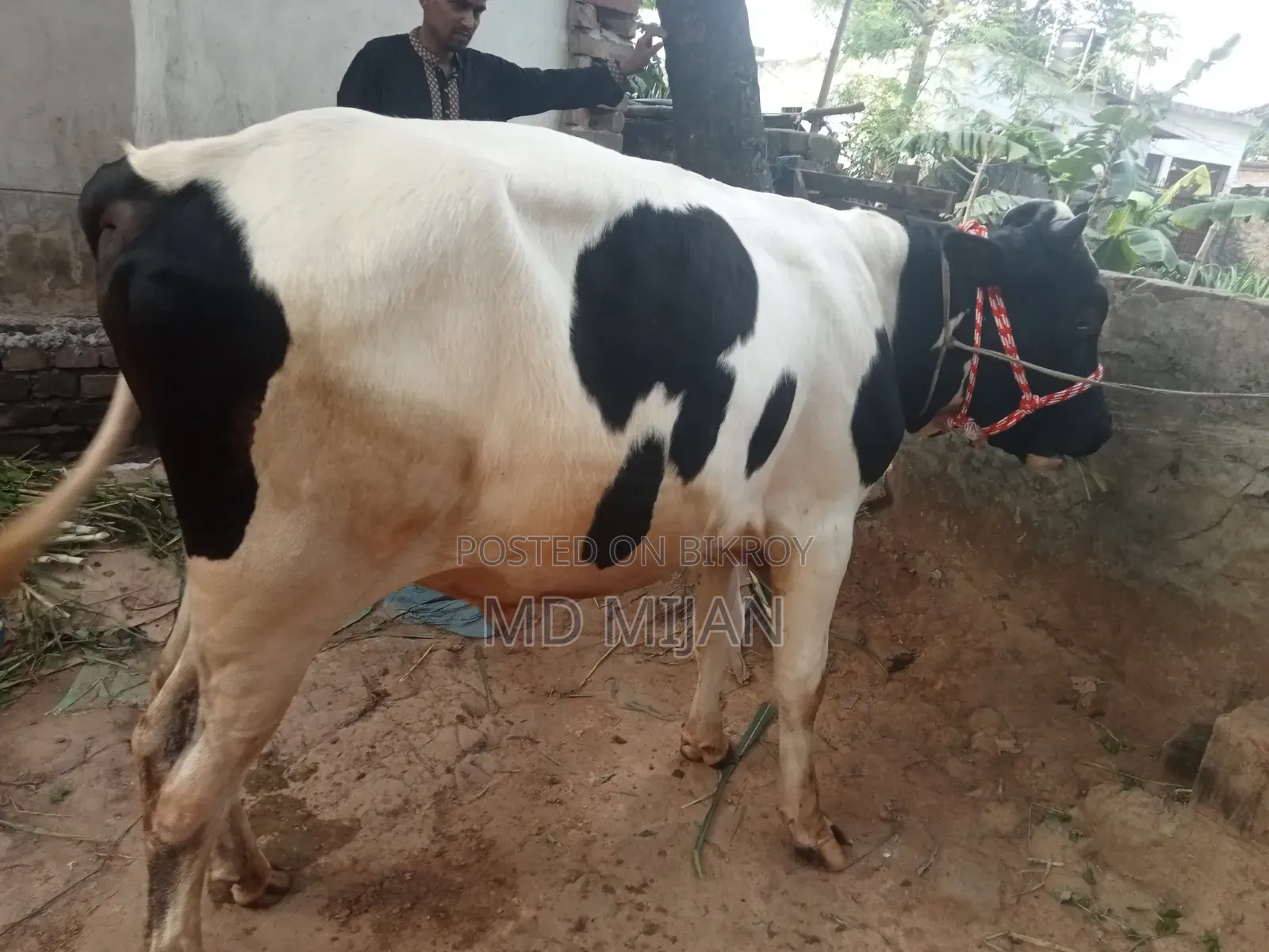 Home-Raised Cow for Sale