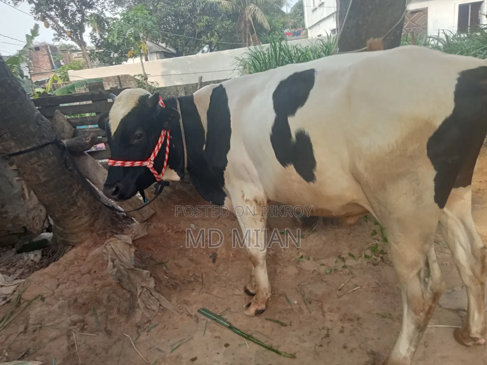 Home-Raised Cow for Sale