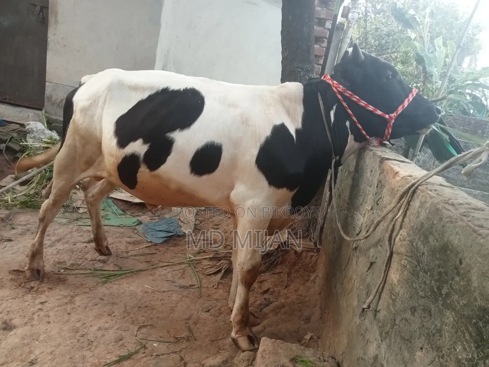 Home-Raised Cow for Sale