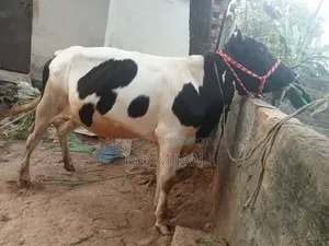 Home-Raised Cow for Sale