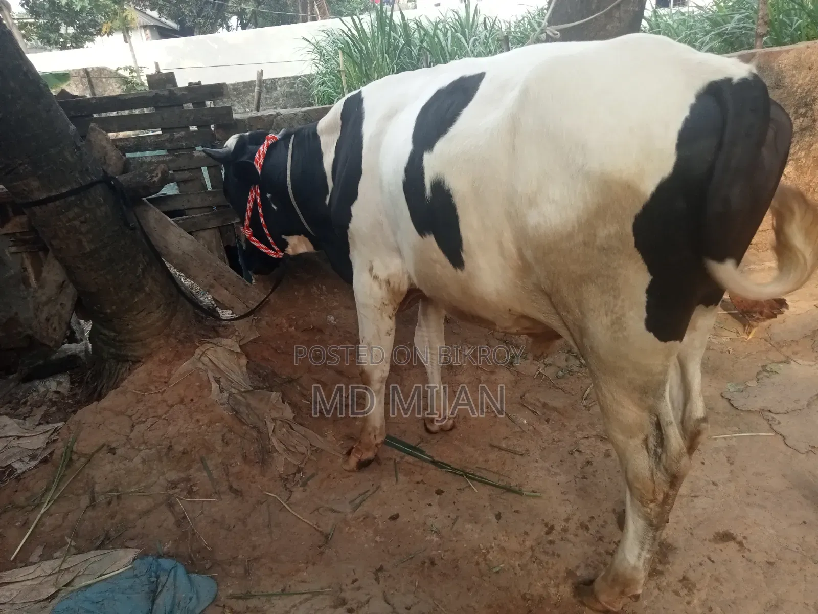 Home-Raised Cow for Sale
