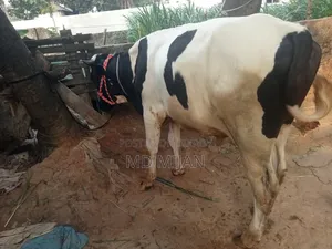 Home-Raised Cow for Sale