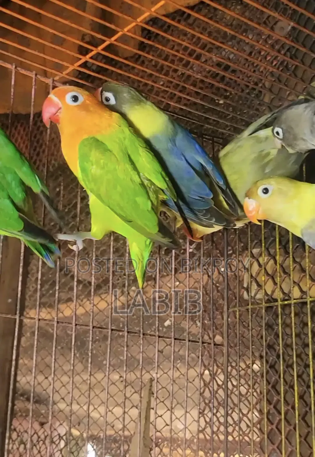 High Mutation Lovebirds