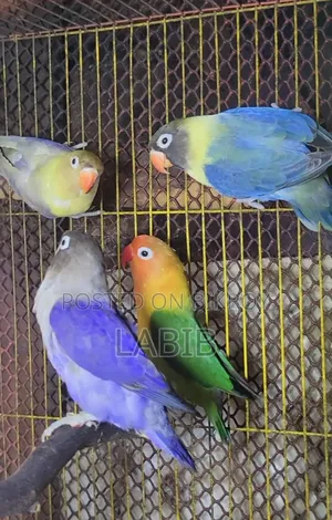 High Mutation Lovebirds