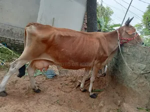 Barren Cow for Sale