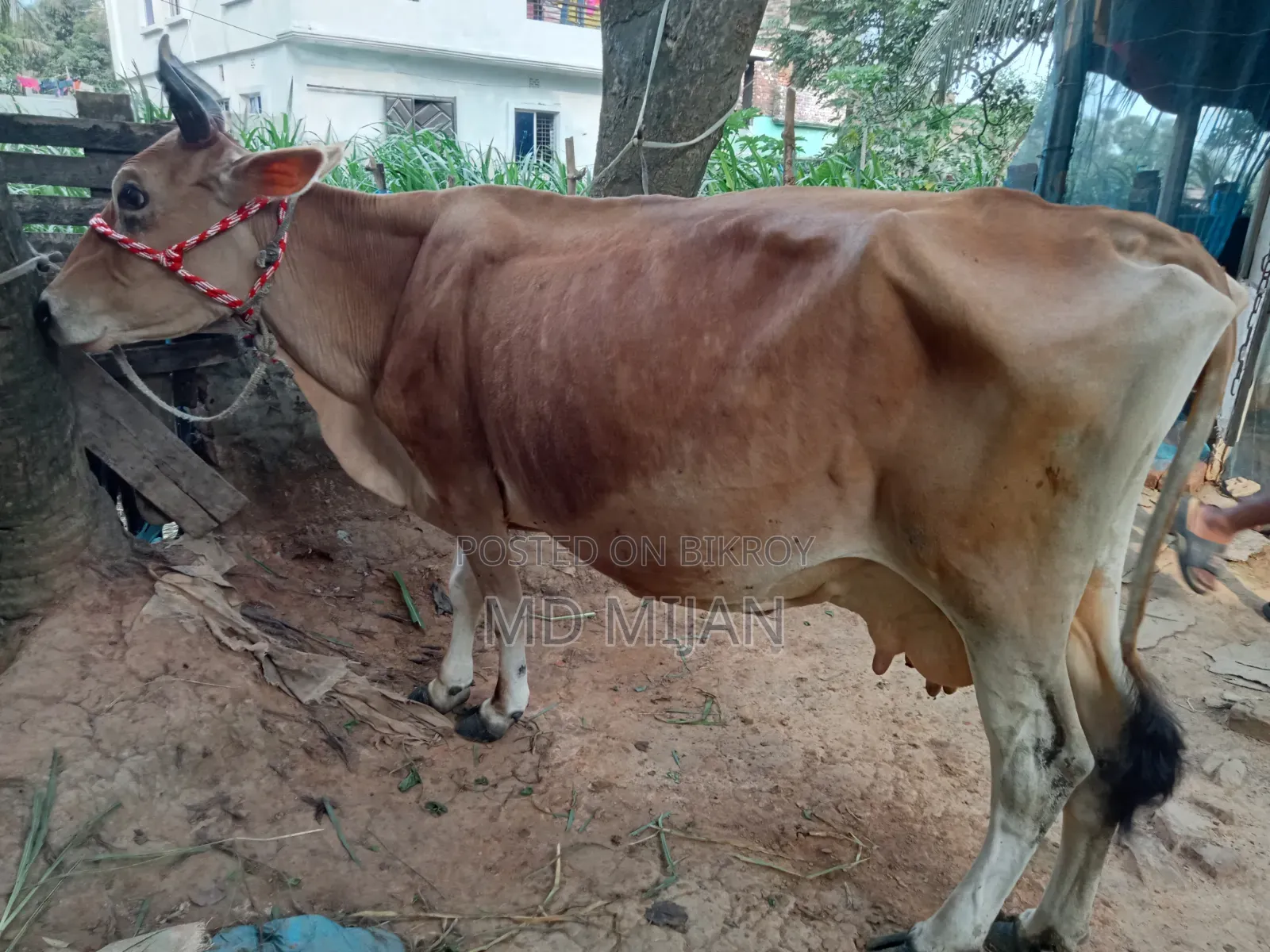 Barren Cow for Sale