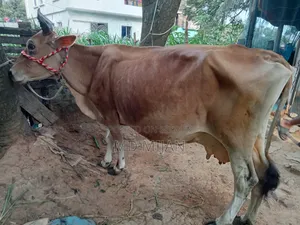 Barren Cow for Sale