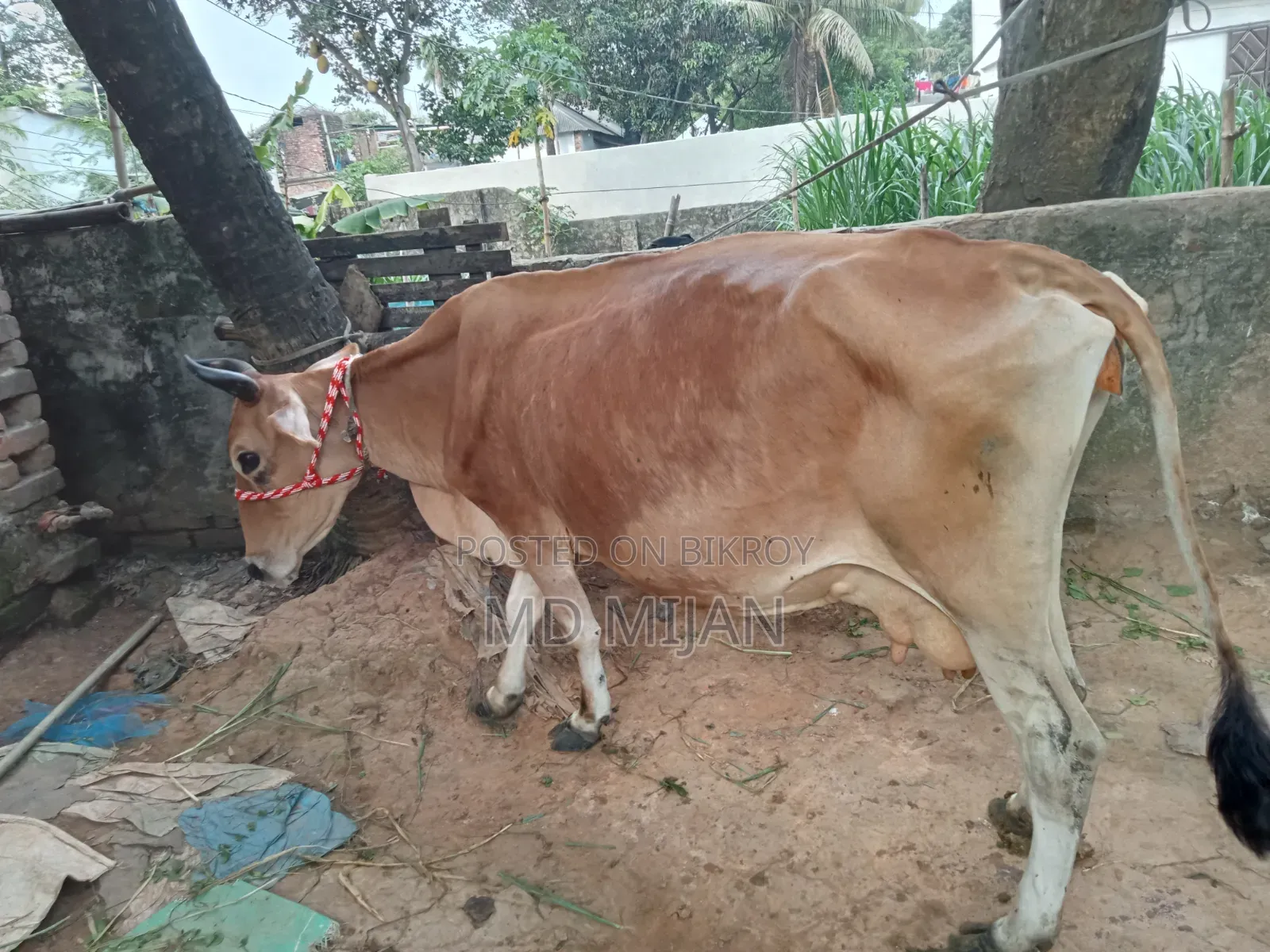 Barren Cow for Sale
