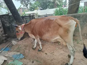 Barren Cow for Sale
