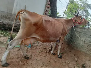 Barren Cow for Sale