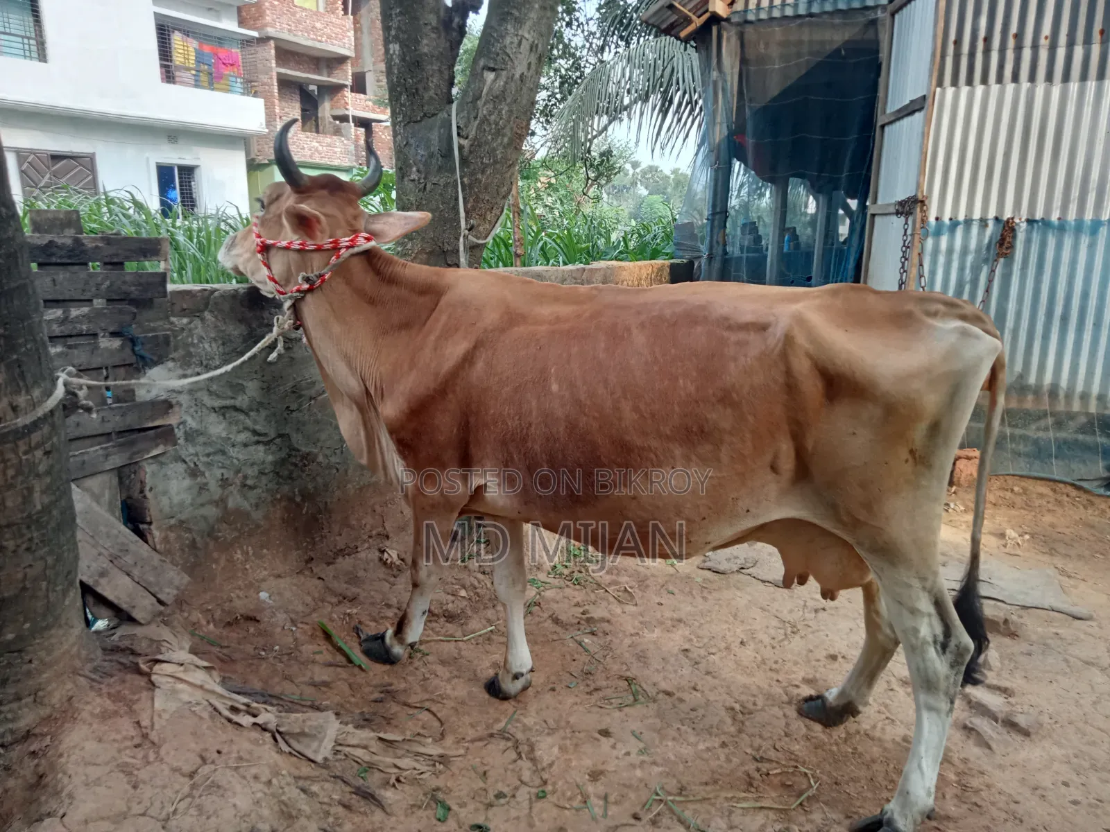 Barren Cow for Sale
