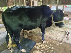 কোরবানির ষাঁড় গরু।
