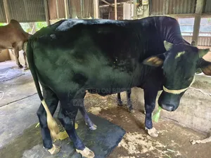 কোরবানির ষাঁড় গরু।