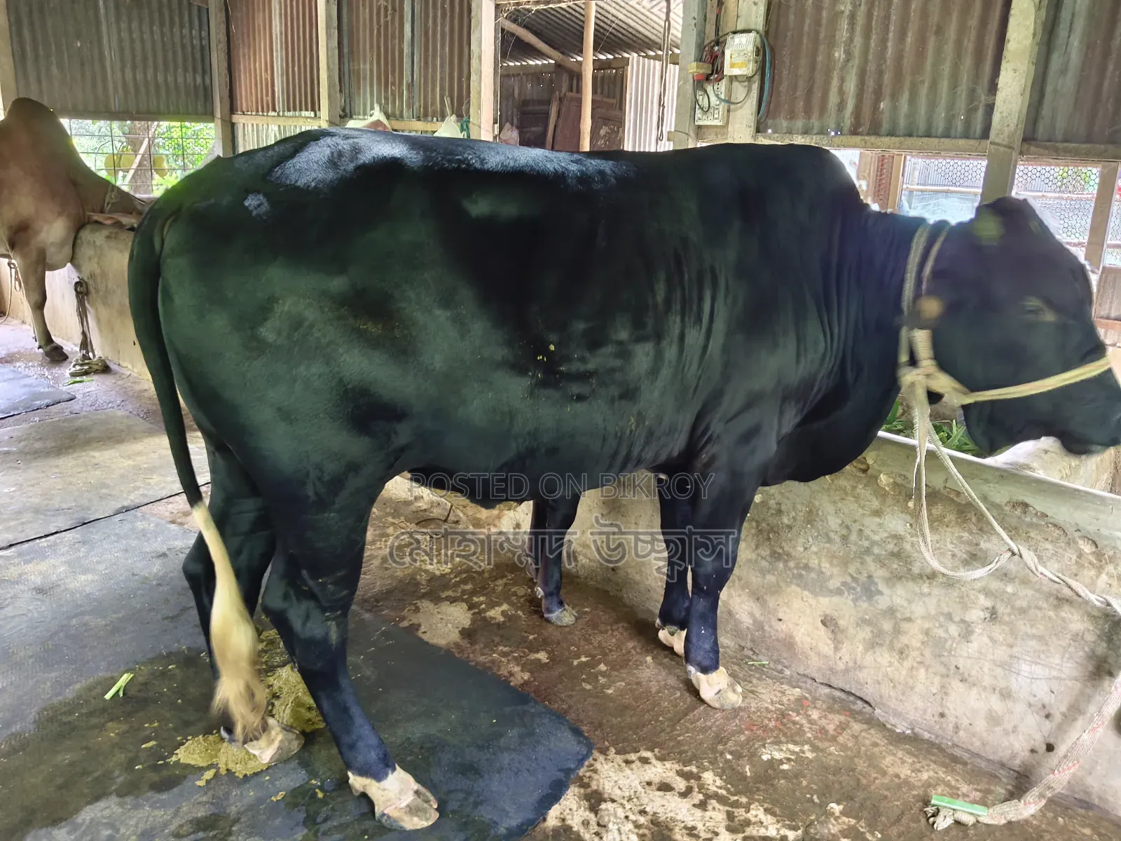 কোরবানির ষাঁড় গরু।