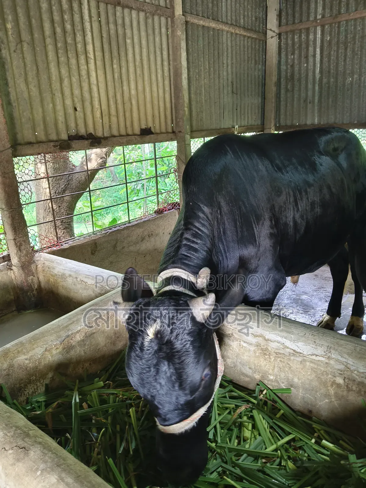 কোরবানির ষাঁড় গরু।
