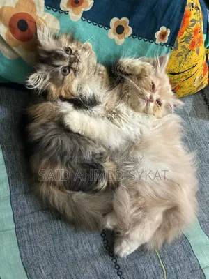 ১-৩ মাস বয়সী ফিমেল পিওরব্রেড পার্সিয়ান বিড়াল